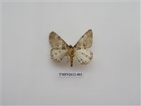 藏品(尺蛾129)的圖片